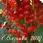 Вязники 2010